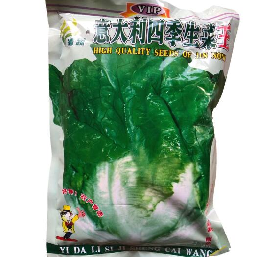 英德市生菜种子全年四季播种全年意大利生菜王种子