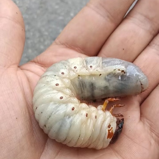 商丘独角仙幼虫