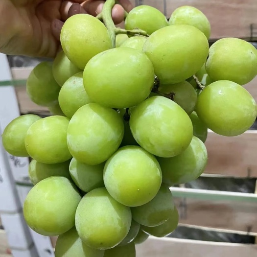 平邑县秋天清脆葡萄苗皇家脆王高产抗寒耐湿热品种纯正签署合同质优价廉