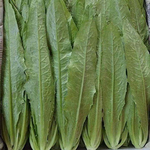 邯郸油麦