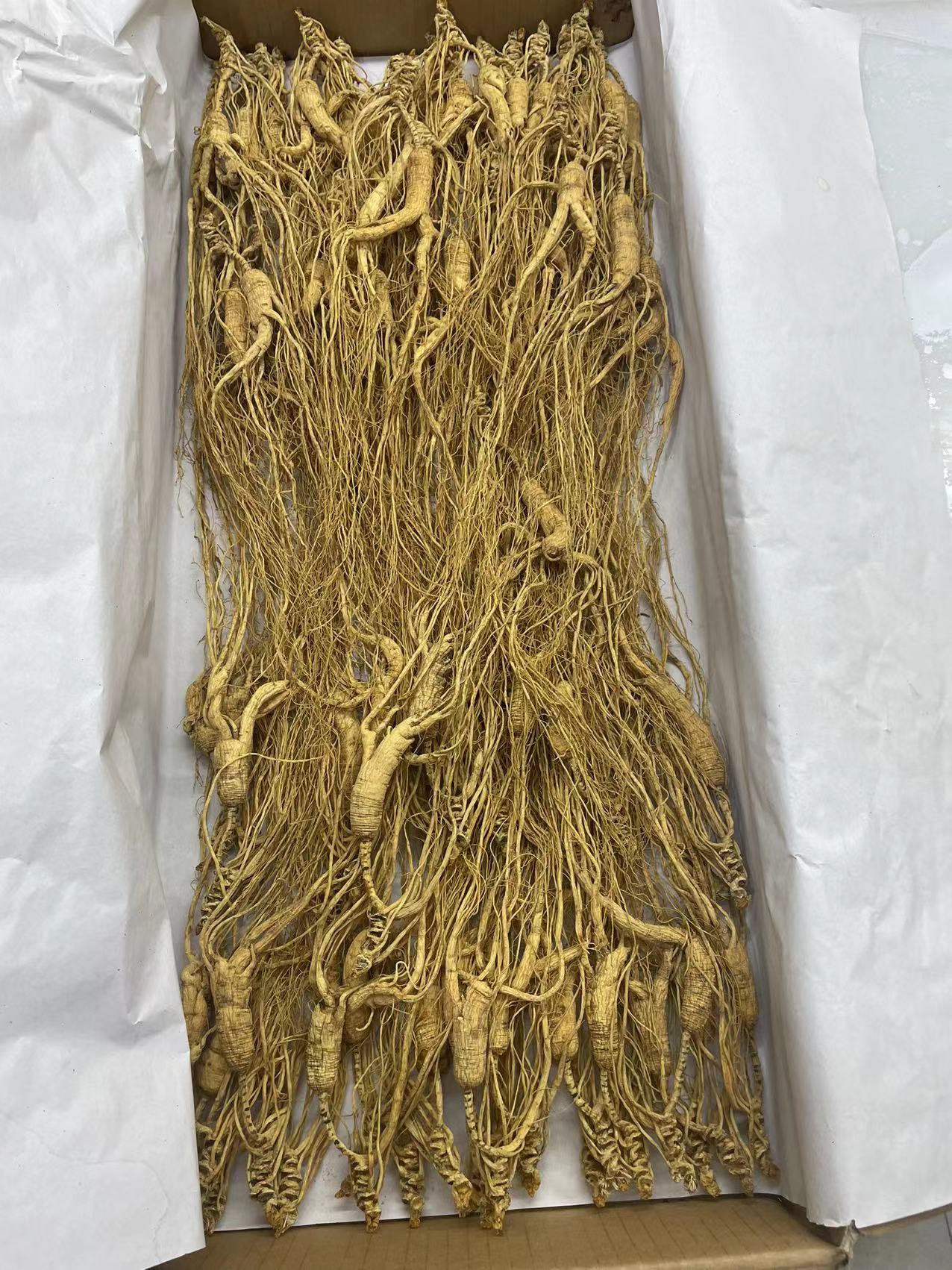 高年头干林下参