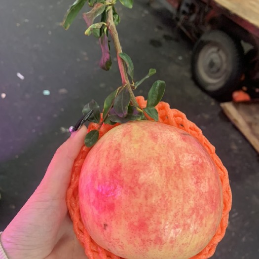 成都精品会理石榴