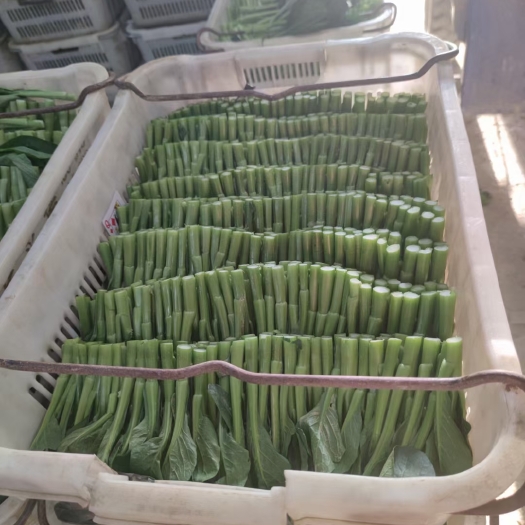 尖叶菜心  自家基地种植，保质保量。售后无忧