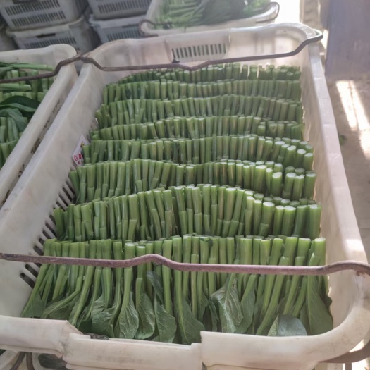 博罗县尖叶菜心  自家基地种植，保质保量。售后无忧