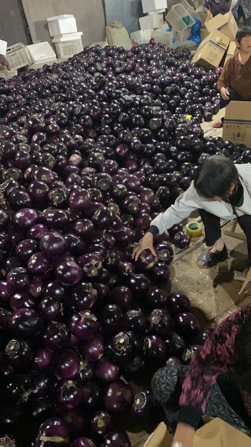 圆茄 圆茄  大量现货 产地直销 供应 市场 超市 电商