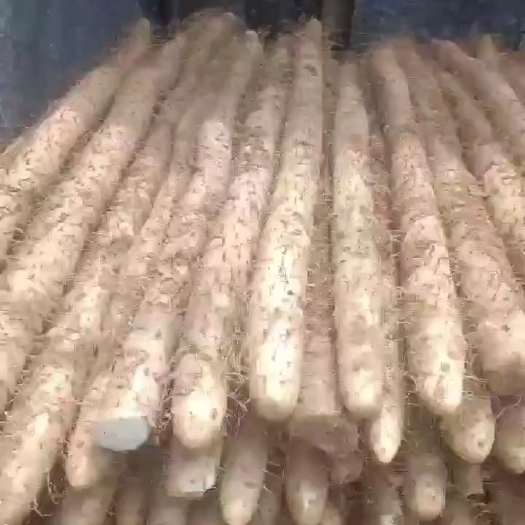 大名县白玉山药