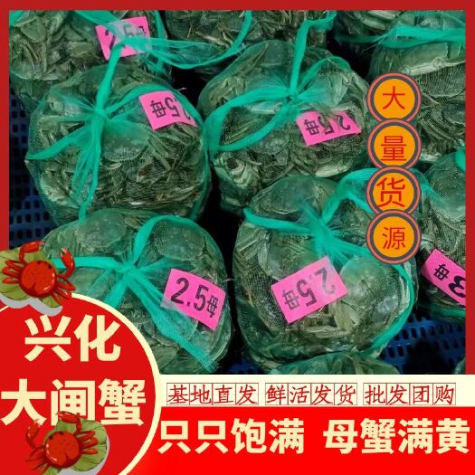 兴化市大闸蟹，各种规格的都有货，现货售卖，现货批发，大闸蟹看江苏