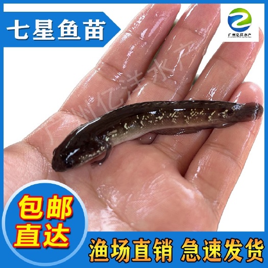 批发七星鱼苗 山斑鱼苗 高密度养殖 基地直销 包邮发货