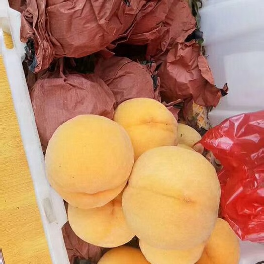 泰安黄金黄桃树苗 早熟黄桃 个大 山东地区六月初上市