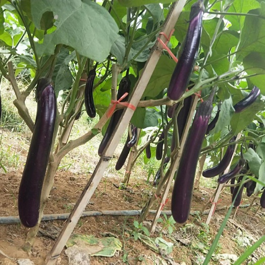 桂林烧烤茄大量供应