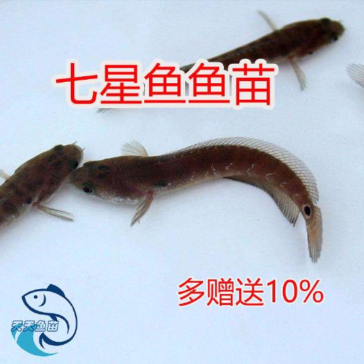 广州七星鱼苗|花星鱼苗|山斑鱼苗|小雷龙鱼苗|星光鱼中公鱼