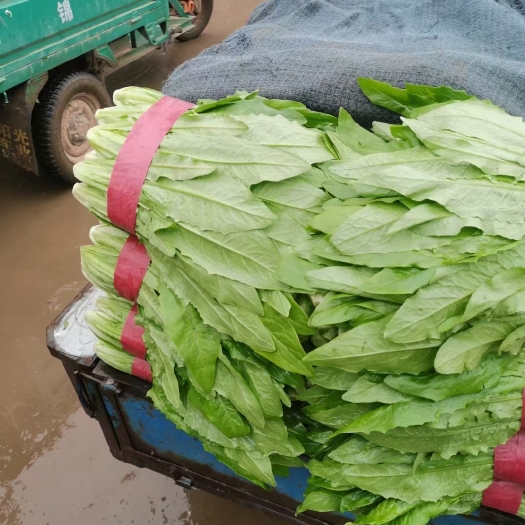 邯郸精品无班油麦大量上市中