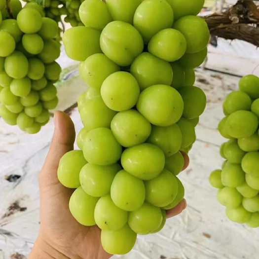 阳光玫瑰葡萄苗 晴王葡萄  5bb 3309 夏黑砧阳光玫瑰