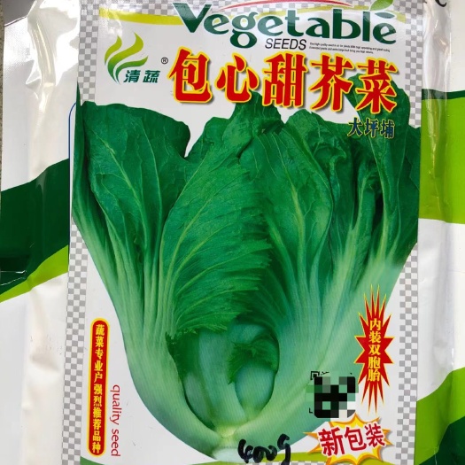 英德市包心芥菜种子孑大肉水东甜芥菜耐寒酸菜泡菜四季蔬菜包心芥菜种