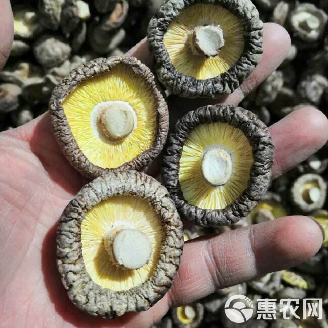 泌阳干香菇批发价  量大质优 产地直供  各种品质各种规格