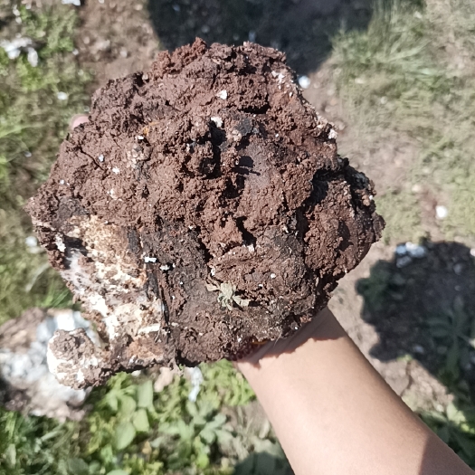 景谷县白茯苓 茯苓丁干货2022新货自然晒干批发零售质优价廉数量