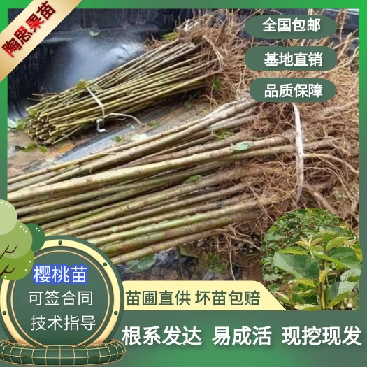 苍溪县大青叶樱桃苗实生苗樱桃砧木毛樱桃苗嫁接专用樱桃砧木野生樱桃苗