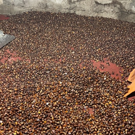 承德县燕山板栗宽城板栗