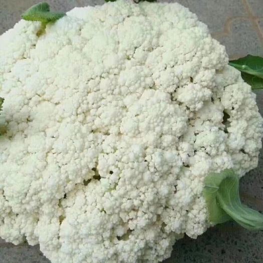 邯郸花菜