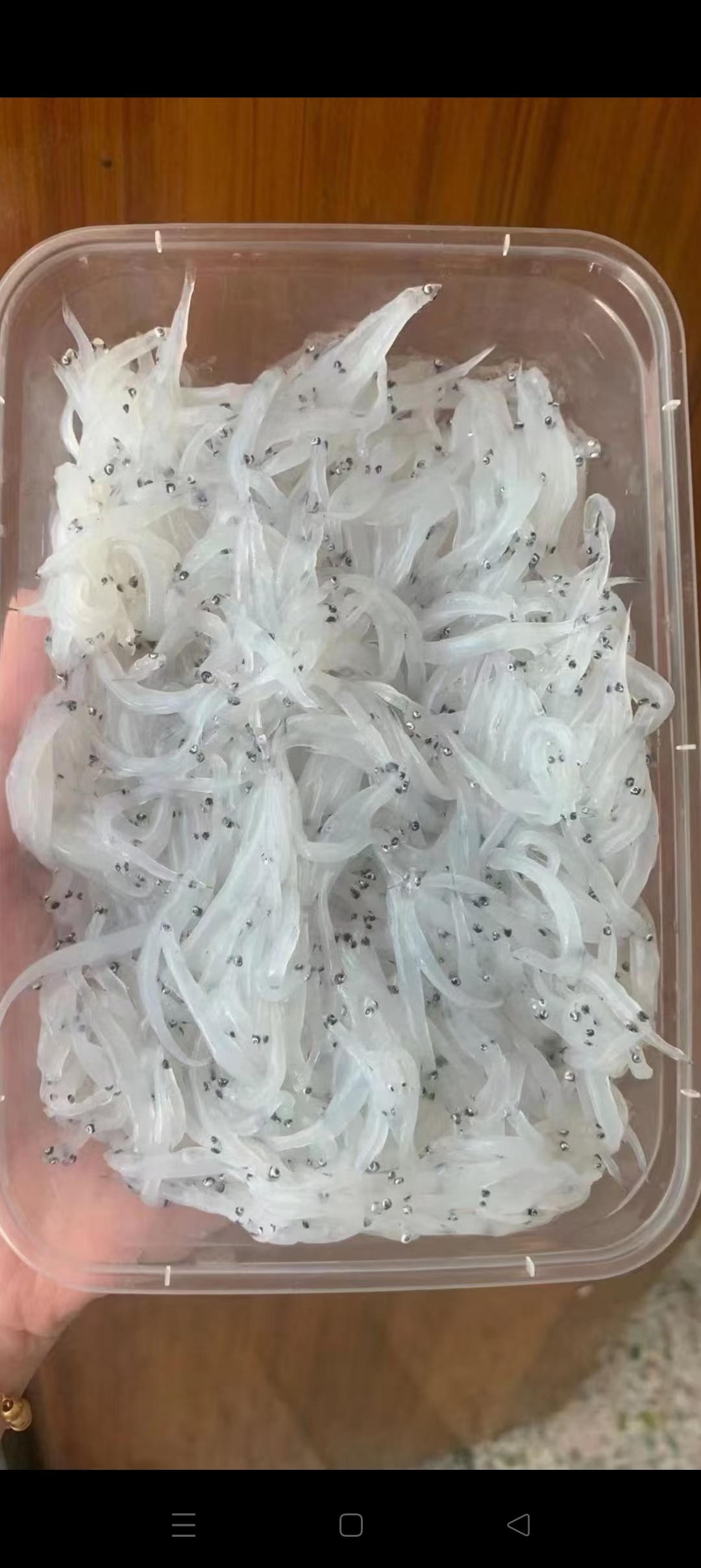 饶平县银鱼