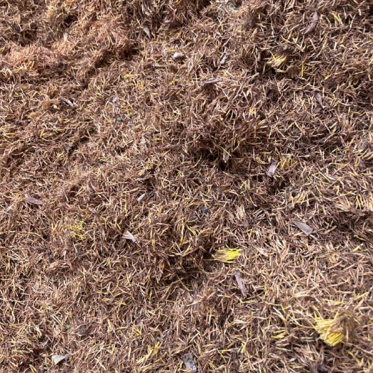 祁阳市莲须莲须
