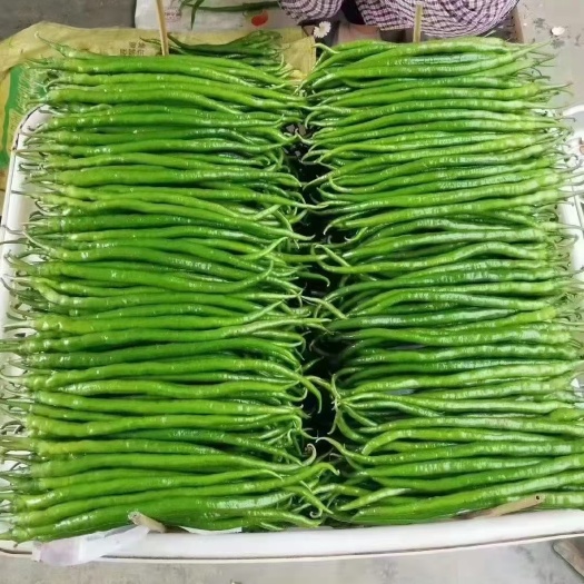兰陵县精品线椒，基地货源质量上等，代发全国