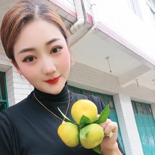 城固县陕西汉中城固蜜橘已大量上市