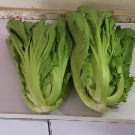 宜良县小叶荠菜