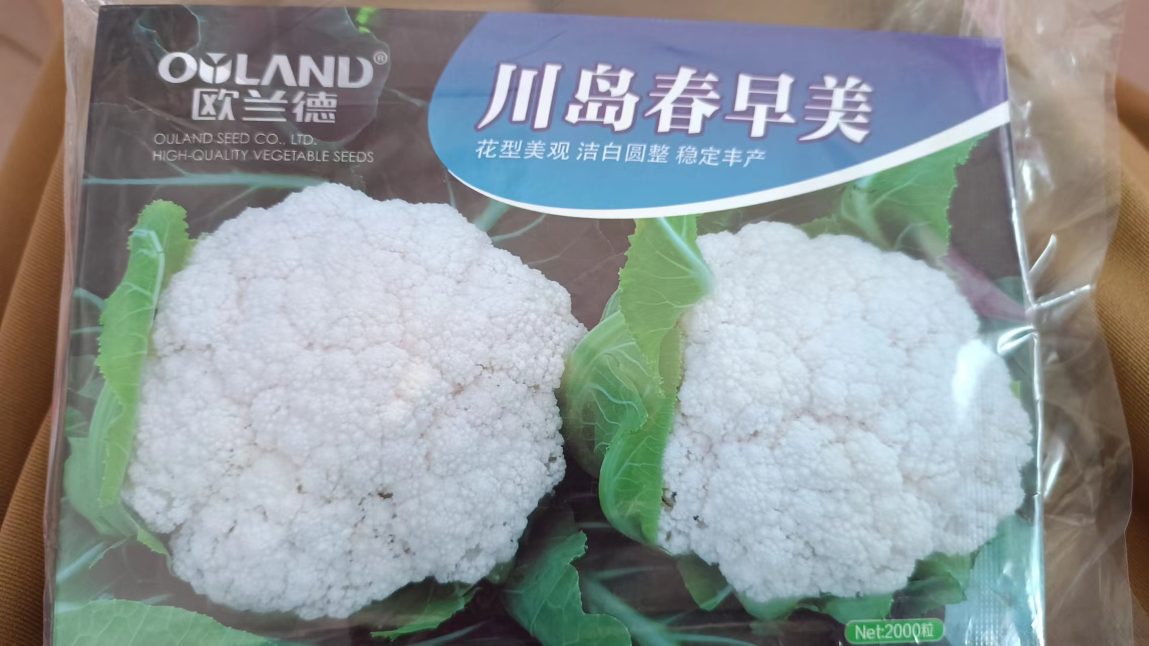花菜种子