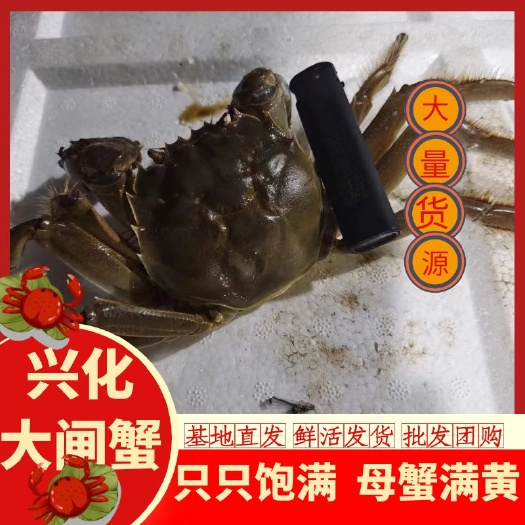 大闸蟹，本店销售各种规格的公母大闸蟹，欢迎各位老板在惠农