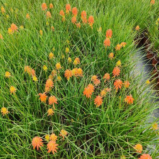 宜良县火炬花