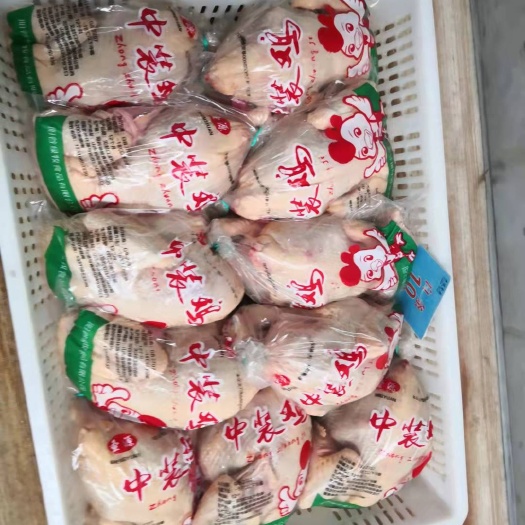 阳谷县中装鸡 白条鸡 厂家直销