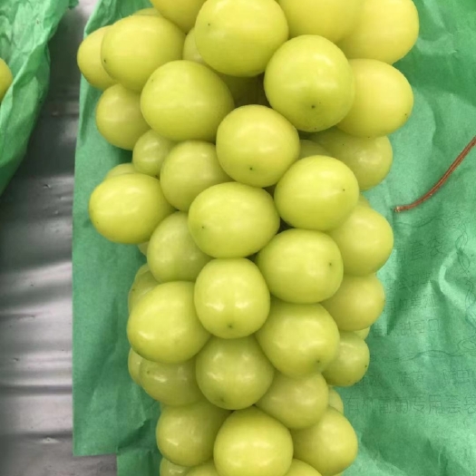 眉山阳光玫瑰