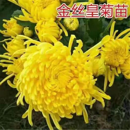 沭阳县菊花