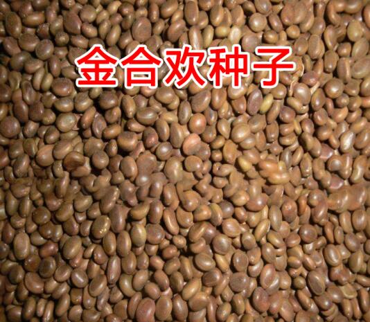 南宁金合欢种子 木质坚硬可保持水土改良土壤用于园林绿化护坡绿化
