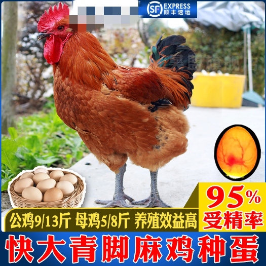 都匀市纯种快大青脚麻鸡种蛋受精蛋可孵化铁脚麻鸡蛋种