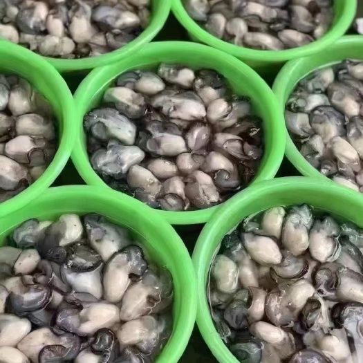 饶平县汫洲生蚝