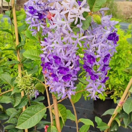 中山市蓝花藤 紫花藤 泰国许愿藤 多次开花