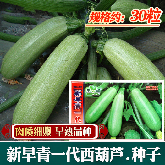 成都新早青一代西葫芦种子 农田菜园肉质细嫩早熟长西葫芦蔬菜种子