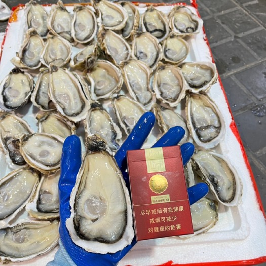 佛山开半壳生蚝  烧烤必备美食  有多个规格  任君挑选