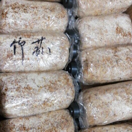 南平竹荪菌种原种D88竹荪种子食用菌菌种种子