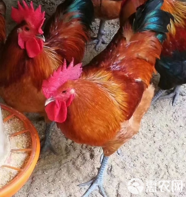 土鸡苗 青 九斤黄 良凤花 瑶鸡苗 芦花鸡苗 麻鸡苗 蛋鸡苗