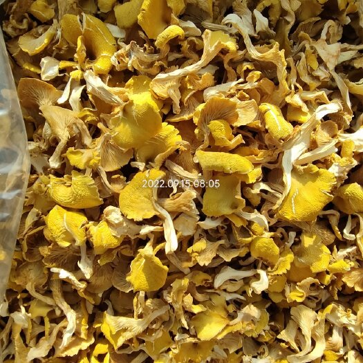 扎兰屯市鸡油菌！！黄金菇！！