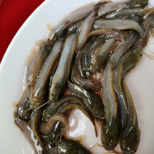 博罗县优质土塘鲺苗，塘角鱼苗，滑哥苗，