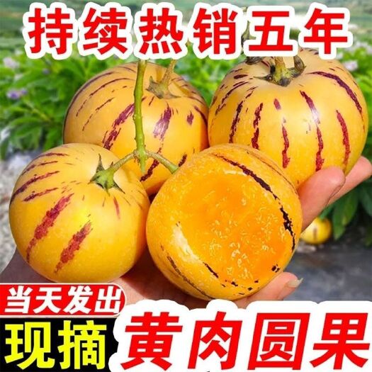 【香甜人参果】新鲜现摘云南石林当季水果黄心圆果超甜批发价