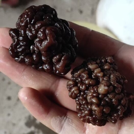 鱼台县核桃菌产地批发零售猴脑菇玛卡菌种植