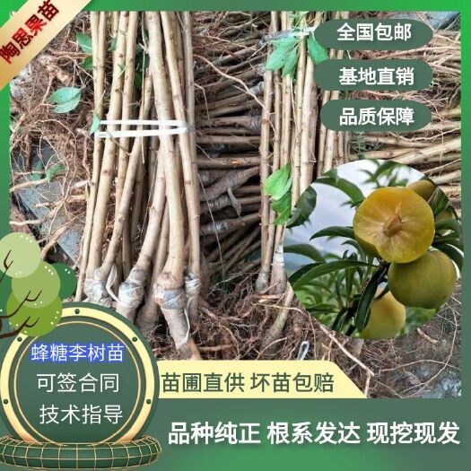 蜂糖李树苗嫁接苗蜂糖李树苗假一赔十基地直发