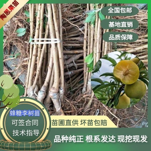 苍溪县蜂糖李树苗嫁接苗正宗蜂糖李树苗假一赔十基地直发
