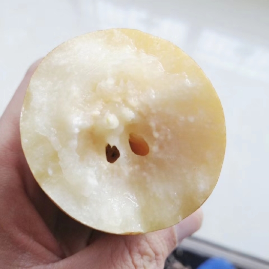 洛宁县沙梨王，金珠果梨，