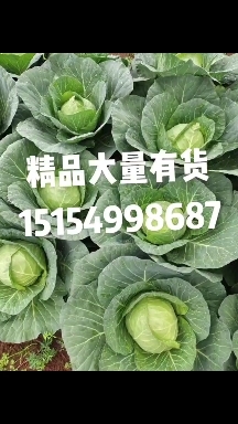 泸西县圆包菜 包菜小铁头